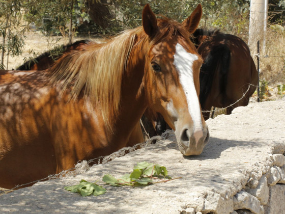 Masseria Santa Catrini